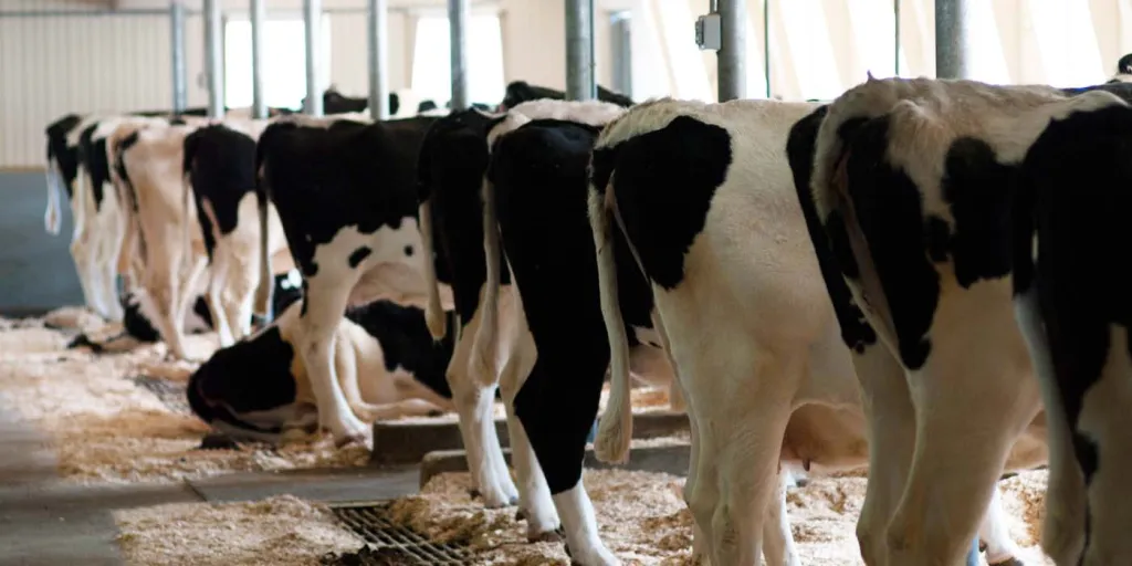 Antiespumantes na Fermentação para Produção de Biocombustíveis 3